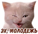😼 emoji животные Telegram sticker 22 of 58