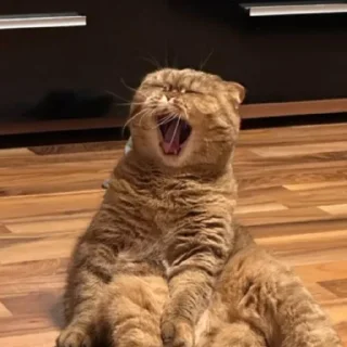 😨 emoji Миечка💜💓💖💘💞❤️❤️💛💙💘💗❤️‍🔥❤️‍🩹❣️💕🤍🤍❣️💞🐈💋💋 Telegram sticker 6 of 10