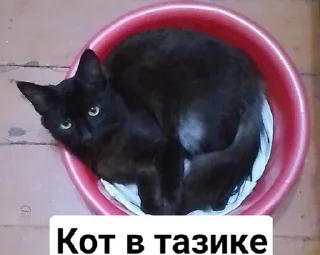 😼 emoji Ролка Джо Джо Telegram sticker 16 of 16