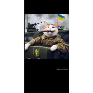 😀 emoji Українські коти Telegram sticker 13 of 23