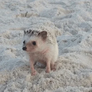 🦔 emoji Ёжики🤩 Telegram sticker 8 of 32