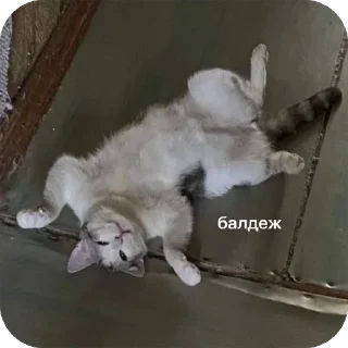 🥴 emoji Кот кокос Telegram sticker 15 of 33
