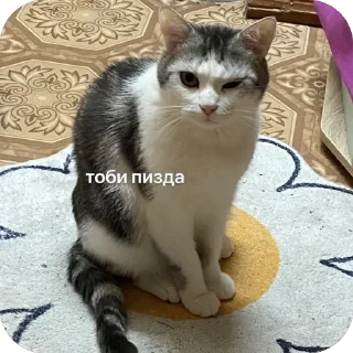 🫥 emoji Кот кокос Telegram sticker 21 of 33