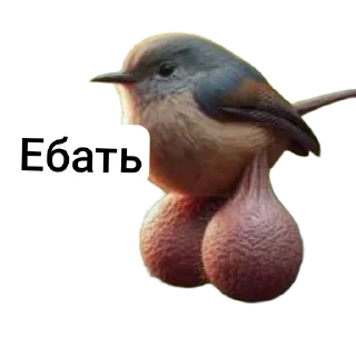 🐦 emoji Яйца Telegram sticker 23 of 48
