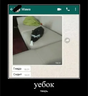 😾 emoji мои котята Telegram sticker 16 of 28