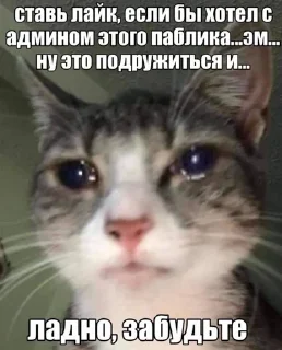 💔 emoji мои котята Telegram sticker 24 of 28
