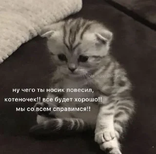 🫂 emoji мои котята Telegram sticker 20 of 28