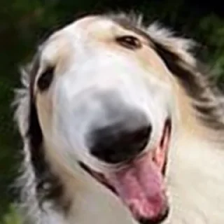 😂 emoji longnose style Telegram sticker 18 of 41