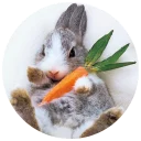 👉 emoji Хитрый кролик Telegram sticker 7 of 74