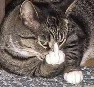 🖕 emoji ❤🐱Котики🐱❤ Telegram sticker 15 of 25