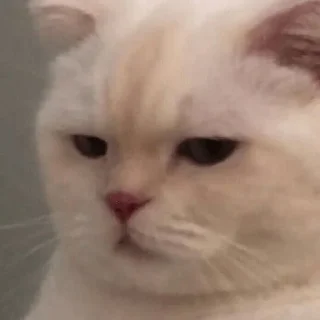 😒 emoji ❤🐱Котики🐱❤ Telegram sticker 13 of 25