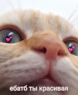 😍 emoji ❤🐱Котики🐱❤ Telegram sticker 18 of 25