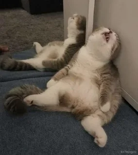 😫 emoji ❤🐱Котики🐱❤ Telegram sticker 9 of 25