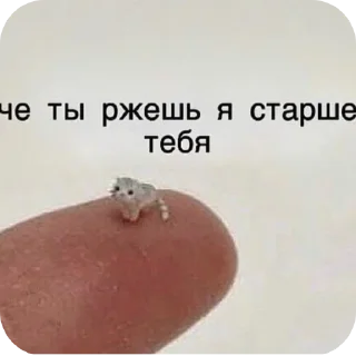 🍖 emoji МЭМ (скажи пароль.) Telegram sticker 22 of 120