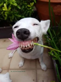 🌟 emoji Собака-Улибака Telegram sticker 6 of 30