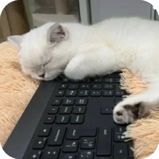 🖼 emoji Рыся #Uley Telegram sticker 8 of 16