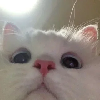 😚 emoji Котейки Telegram sticker 8 of 20
