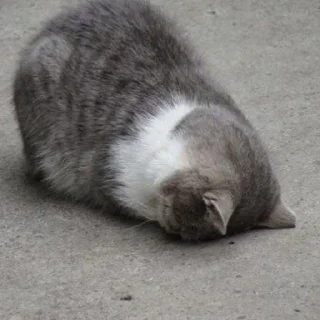 😣 emoji Котейки Telegram sticker 20 of 20