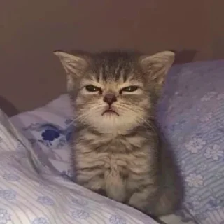 😡 emoji Котейки Telegram sticker 7 of 20