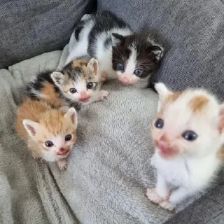 Sticker from котейки