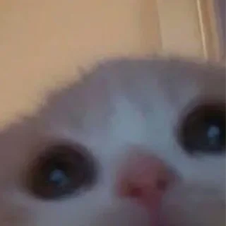 😨 emoji Котейки Telegram sticker 9 of 20