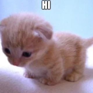 ☺️ emoji Котейки Telegram sticker 5 of 20