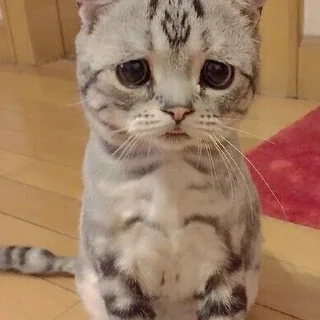🥺 emoji Котейки Telegram sticker 19 of 20