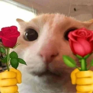 🌹 emoji Котейки Telegram sticker 12 of 20