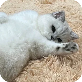 🐱 emoji Рыся #Uley Telegram sticker 11 of 16
