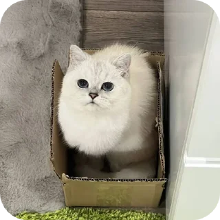 🐱 emoji Рыся #Uley Telegram sticker 16 of 16