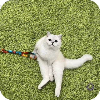 🐶 emoji Рыся #Uley Telegram sticker 14 of 16