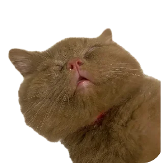 🐱 emoji Крутой Telegram sticker 8 of 120