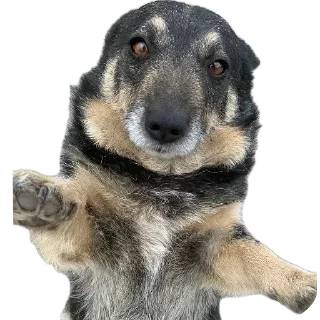 🐶 emoji Крутой Telegram sticker 6 of 120