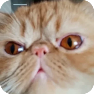 🐱 emoji Крутой Telegram sticker 7 of 120