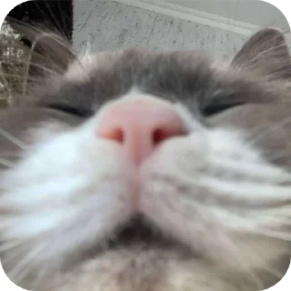 🐱 emoji Крутой Telegram sticker 17 of 120