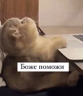 🌟 emoji На случай важных переговоров Telegram sticker 7 of 120