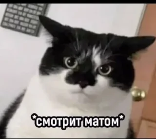 🌟 emoji На случай важных переговоров Telegram sticker 22 of 120