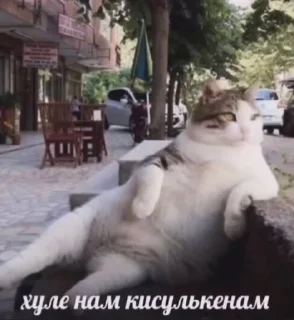 🌟 emoji На случай важных переговоров Telegram sticker 12 of 120