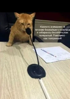 🌟 emoji На случай важных переговоров Telegram sticker 17 of 120