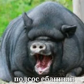 🐗 emoji миньоны Telegram sticker 10 of 19