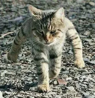 💪 emoji сдохла когда краш это мать Telegram sticker 19 of 44