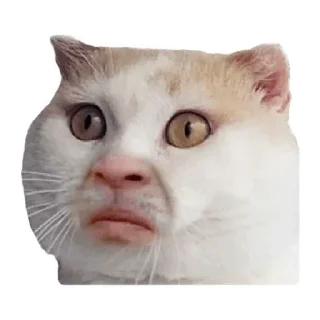 😟 emoji сдохла когда краш это мать Telegram sticker 7 of 44