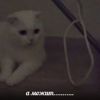 🥳 emoji сдохла когда краш это мать Telegram sticker 16 of 44