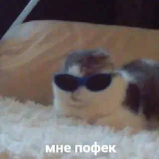 😎 emoji киси Telegram sticker 12 of 94