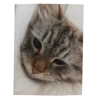 🐱 emoji Киси Telegram sticker 13 of 60