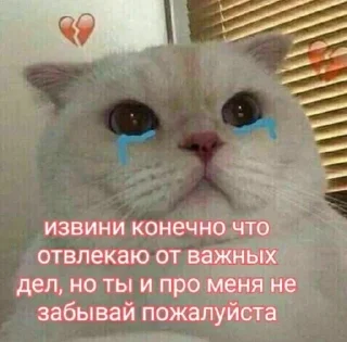 🥲 emoji киси Telegram sticker 18 of 94