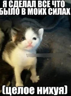 🌟 emoji Заебавшиеся коты 3 Telegram sticker 14 of 120
