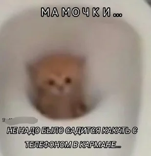 🌟 emoji Заебавшиеся коты 3 Telegram sticker 19 of 120