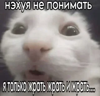 🌟 emoji Заебавшиеся коты 3 Telegram sticker 20 of 120