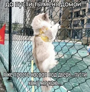 🌟 emoji Заебавшиеся коты 3 Telegram sticker 22 of 120